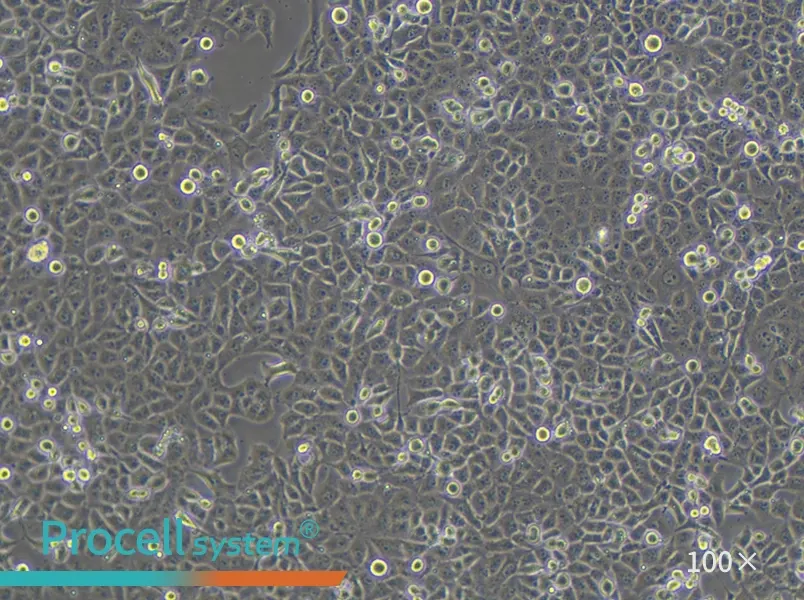 PANC-1 Cell Complete Medium - 2