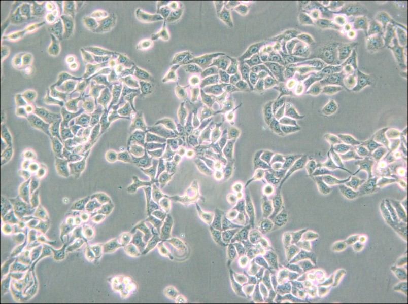 RT-112 Cell Complete Medium - small - 6