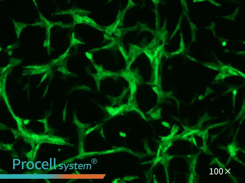 U-87 MG-GFP Cell Complete Medium - 2