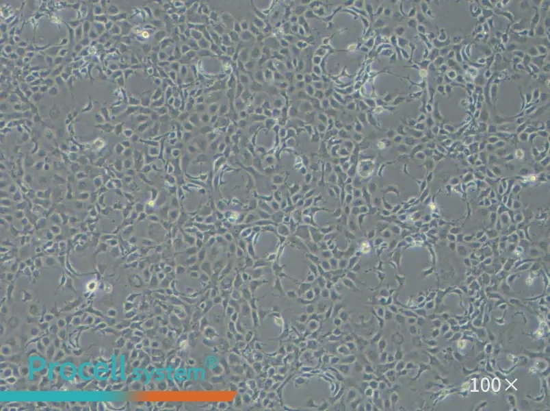 EPC Cell Complete Medium - 3