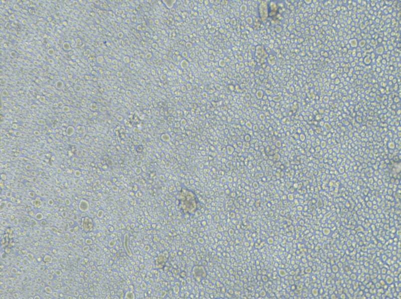 LP-1 Cell Complete Medium-searchlist-1