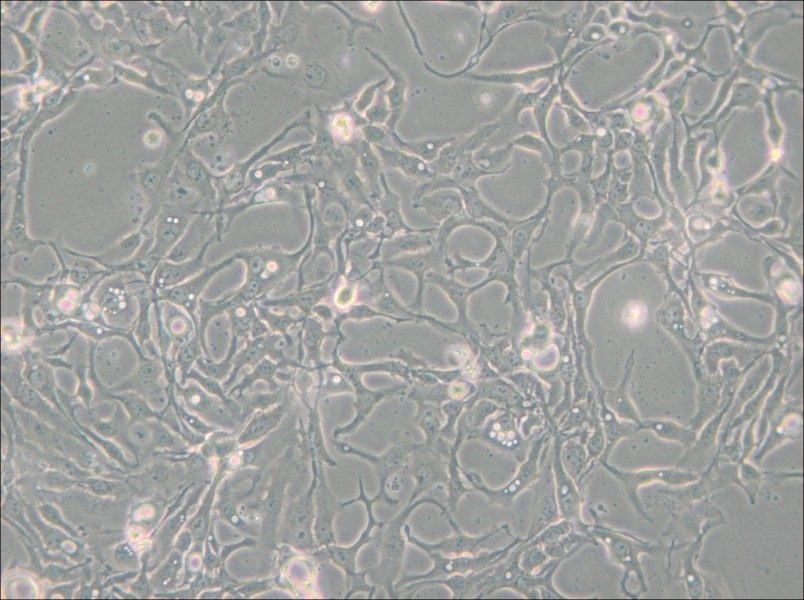 BT-20 Cell Complete Medium - small - 6