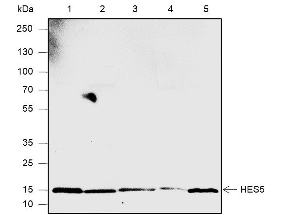 Recombinant HES5 Monoclonal Antibody-searchlist-1