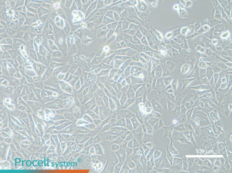 NCI-H226 [H226]NCI-H226 [H226] - 3