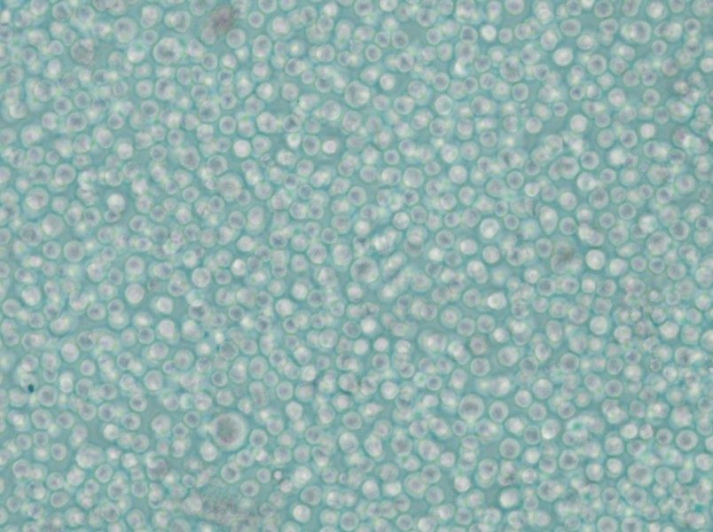 LAMA-84 Cell Complete Medium - 4