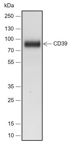 Recombinant CD39 Monoclonal Antibody - 2