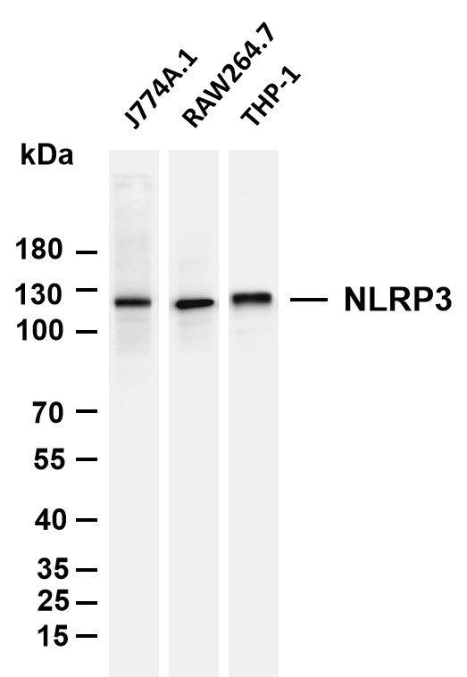 Recombinant NLRP3 Monoclonal Antibody-searchlist-1