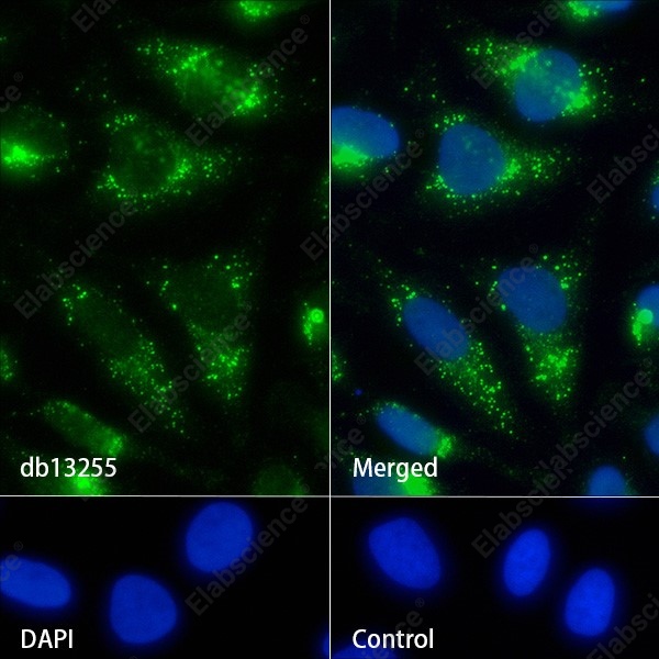 Recombinant CD50/ICAM-3 Monoclonal Antibody - 4