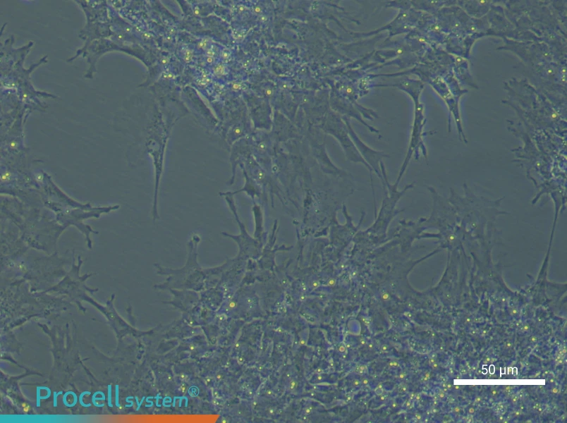Chicken Follicle Granulosa Cell Complete Medium - small - 6