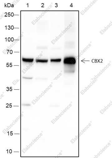 Recombinant CBX2 Monoclonal Antibody - 1