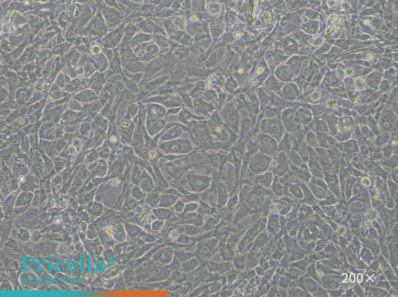 Rat Intervertebral Disc Fibroblast Cells Isolation and Culture Kit - small - 3