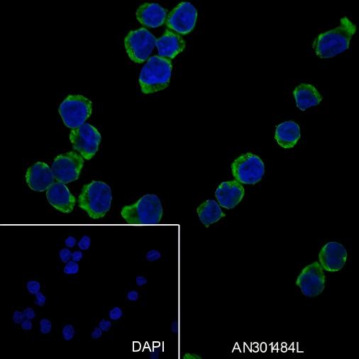 Recombinant CD62L Monoclonal Antibody - small - 3