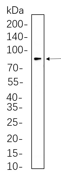 Recombinant eIF4B Monoclonal Antibody-searchlist-1