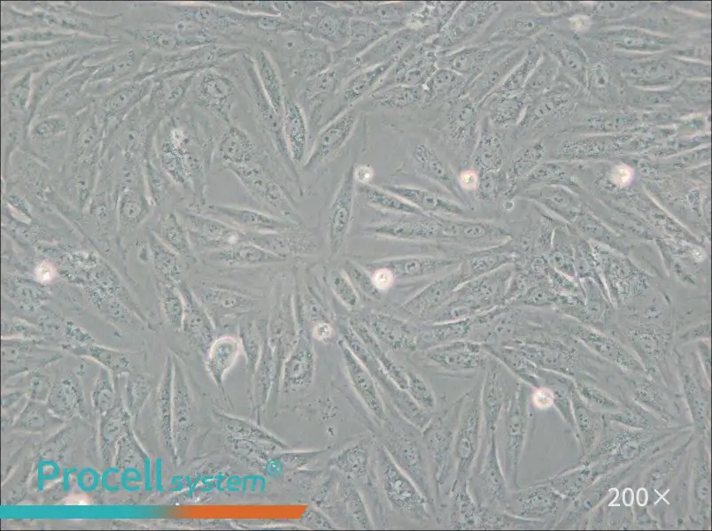 H9c2(2-1) Cell Complete Medium - small - 5