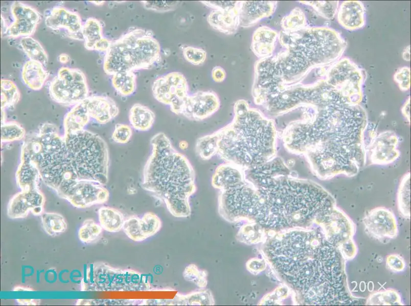 LS513 Cell Complete Medium - small - 5