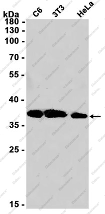 Recombinant Rad51 Monoclonal Antibody - 1