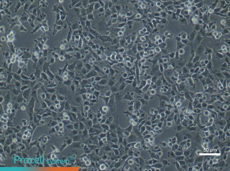 Rat Aortic Endothelial (Primary cell immortalization) Cell Complete MediumRat Aortic Endothelial (Primary cell immortalization) Cell Complete Medium - 6