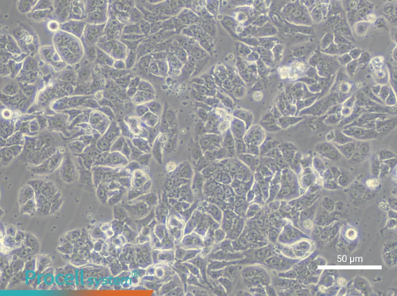 NCI-H1623 - 5