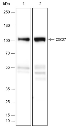 Recombinant Cdc27 Monoclonal Antibody-searchlist-1