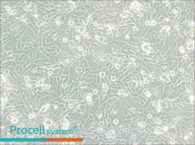 CHO/dhFr- [CHO-DXB11] Cell Complete Medium - small - 4