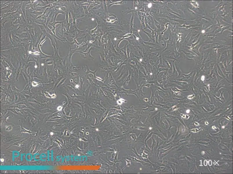 OK Cell Complete Medium - 3