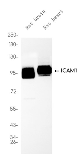 Recombinant ICAM-1/CD54 Monoclonal Antibody - 1