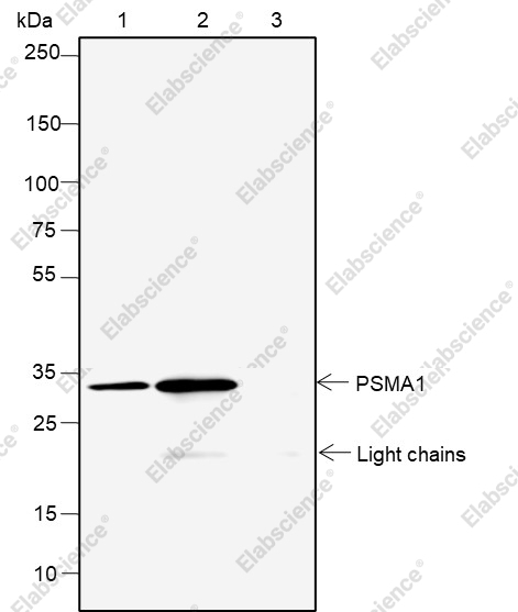Recombinant PSMA1 Monoclonal Antibody - 2