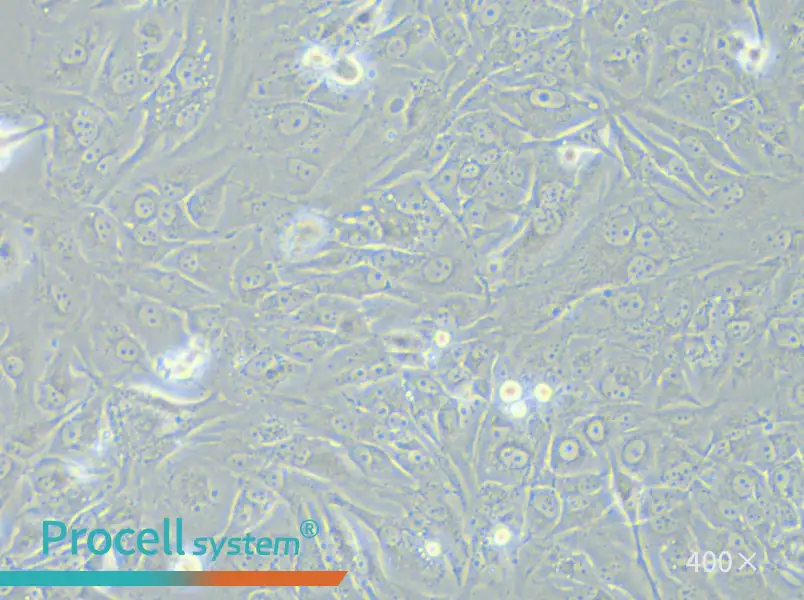 SW900 (Advanced DMEM) Cell Complete Medium - 6