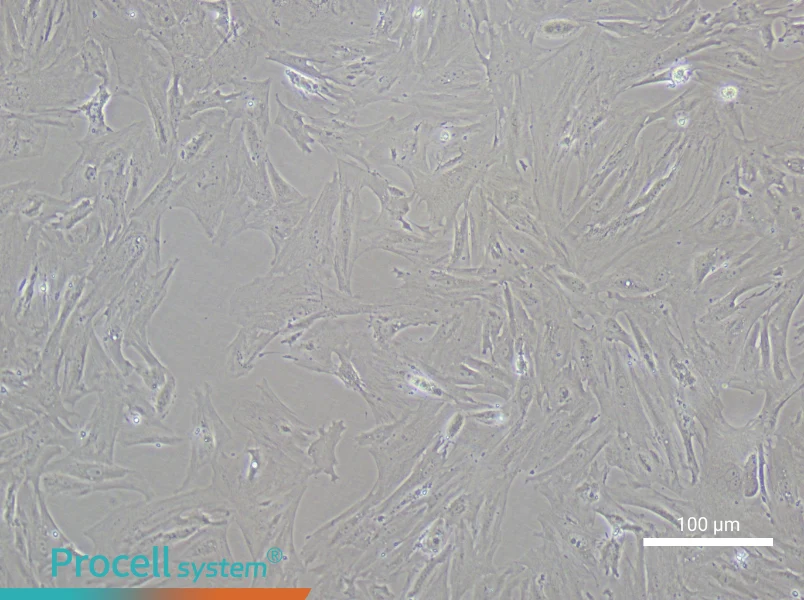 Rat Testicular Leydig Cell Complete MediumRat Testicular Leydig Cell Complete Medium - 2