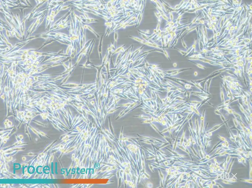 MP38 Cell Complete Medium - 1