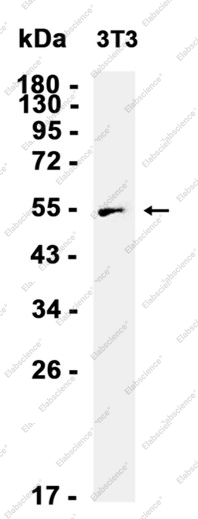 Recombinant CaMKII Monoclonal Antibody - 3