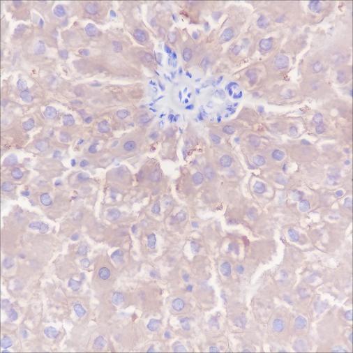 Recombinant CTEN Monoclonal Antibody - small - 3