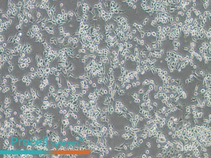 MADB106 Cell Complete Medium - 1