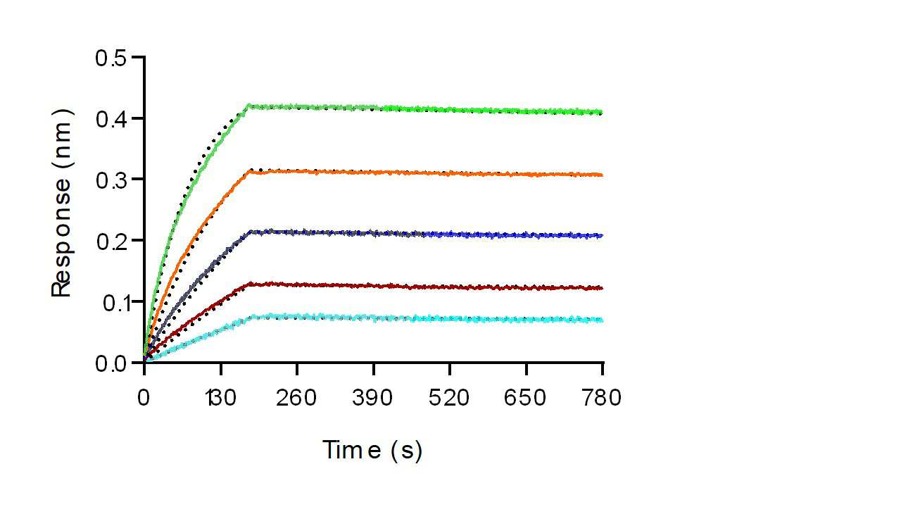 Recombinant Human HER2/ErbB2 Protein (His Tag) - 3