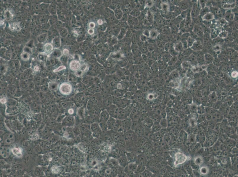 JHH-7 Cell Complete Medium - small - 5