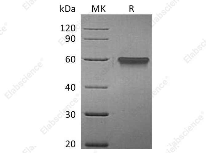 Recombinant Human 4-1BB/TNFRSF9 Protein (Fc Tag) - 1