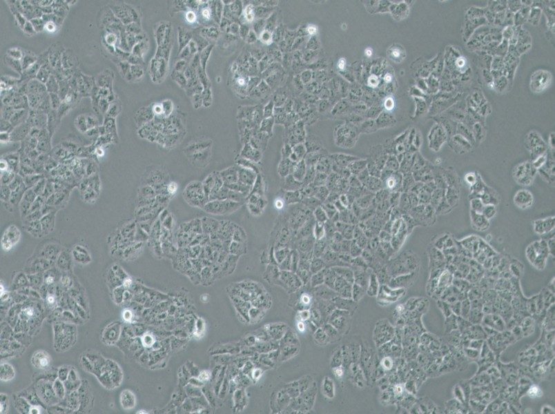 OVCAR-8 Cell Complete MediumOVCAR-8 Cell Complete Medium - 3