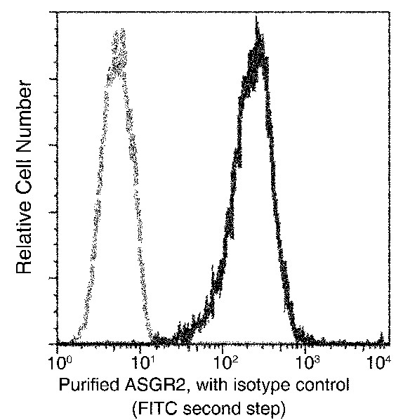 Recombinant ASGR2/ASGPR2 Monoclonal Antibody - small - 1