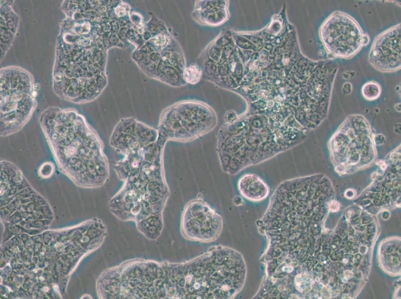 NCI-H1781 Cell Complete Medium - small - 5