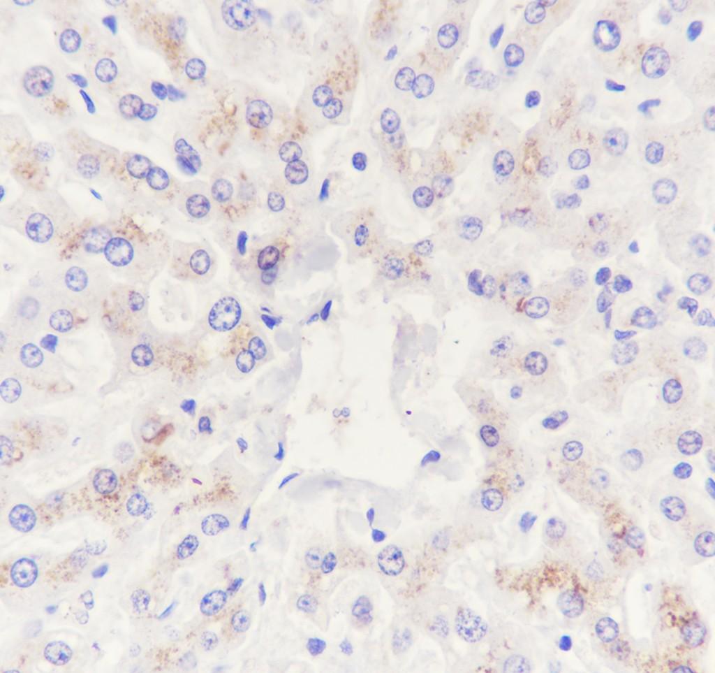 Recombinant C5 Monoclonal Antibody - small - 3