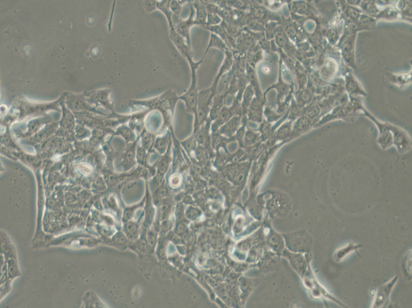 HCC70 Cell Complete Medium - 6