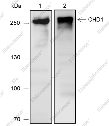 Recombinant CHD1 Monoclonal Antibody - 1