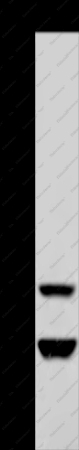 MTF2 Polyclonal Antibody - 1
