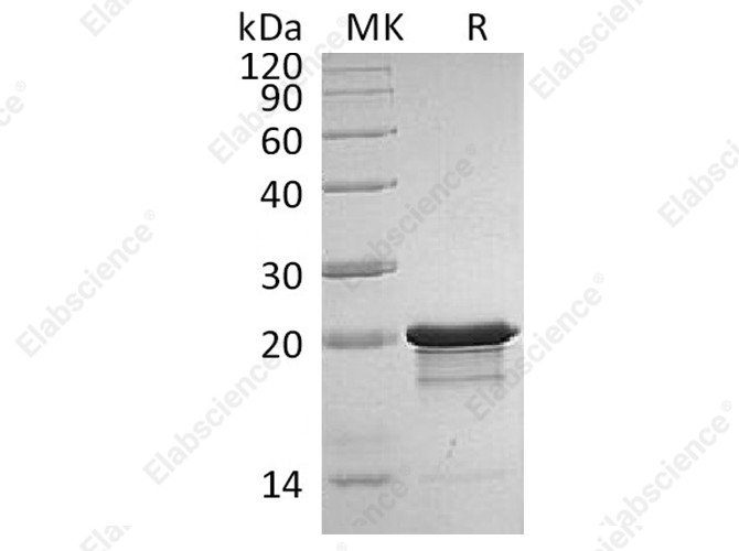 Recombinant Human/Mouse FGF-8b/FGF8B Protein - 1