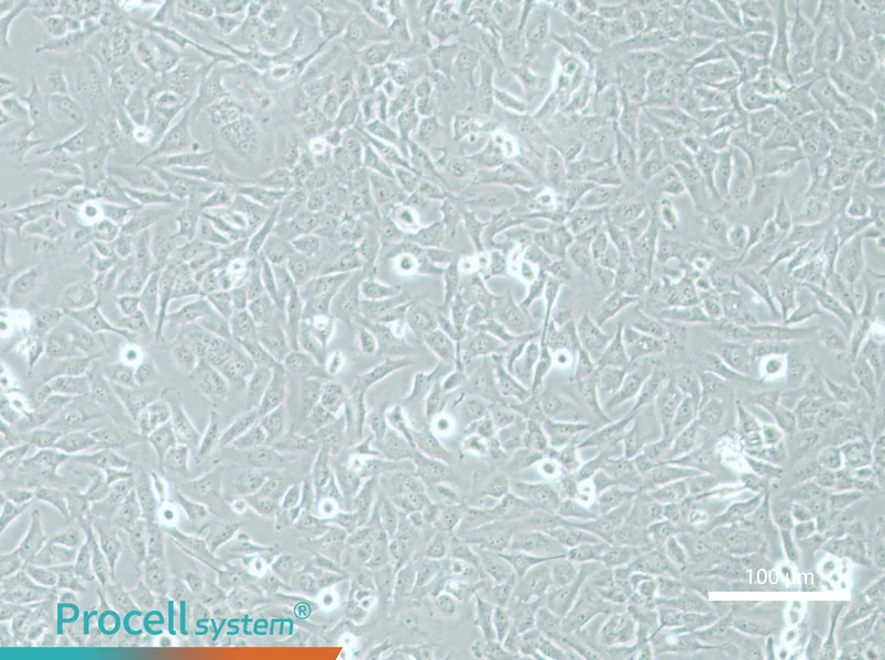 AC16 Cell Complete Medium - 1