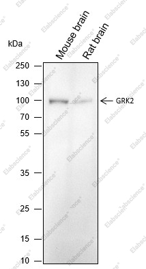 Recombinant GRK2 Monoclonal Antibody - 1