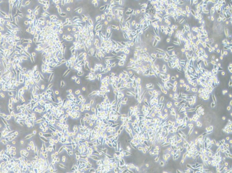 MKN-45 Cell Complete Medium-searchlist-1