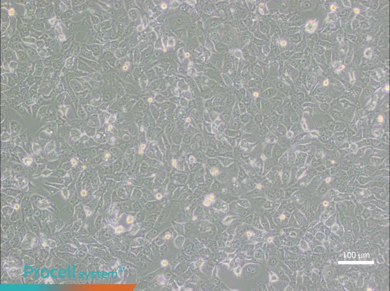BHT101BHT101 - 3
