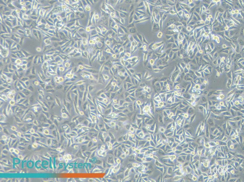 SW480 [SW-480] (L15) Cell Complete MediumSW480 [SW-480] (L15) Cell Complete Medium - 3