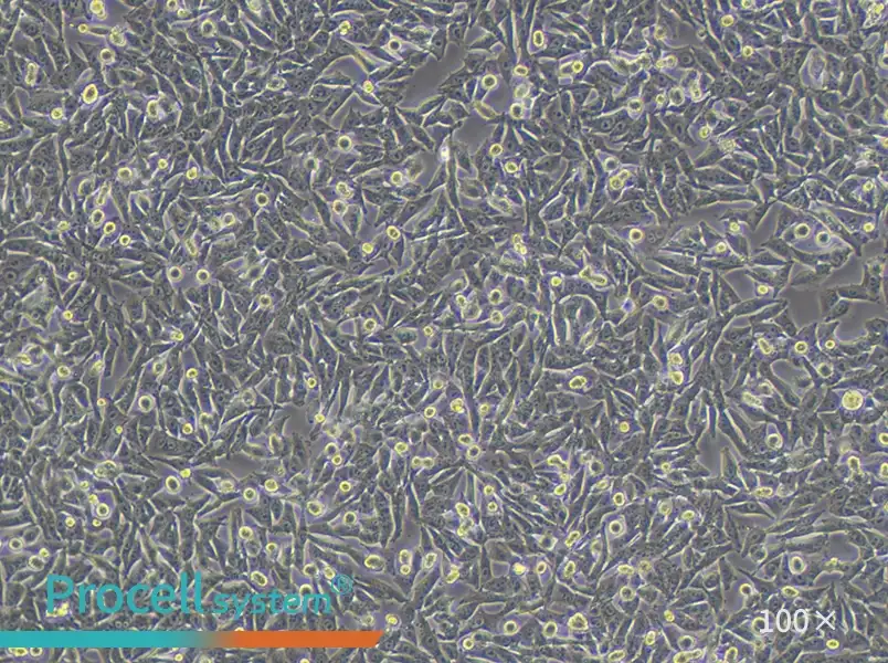 A-375 Cell Complete MediumA-375 Cell Complete Medium - 3